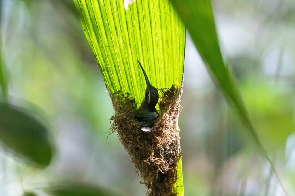 大嘴隐蜂鸟(Phaethornis malaris)