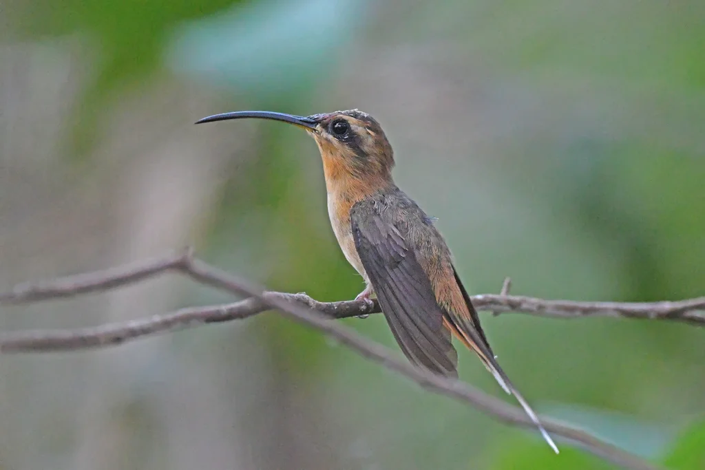 红喉隐蜂鸟(Phaethornis nattereri)