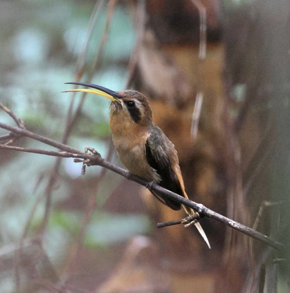 红喉隐蜂鸟(Phaethornis nattereri)