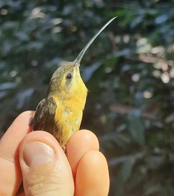 细嘴隐蜂鸟(Phaethornis philippii)