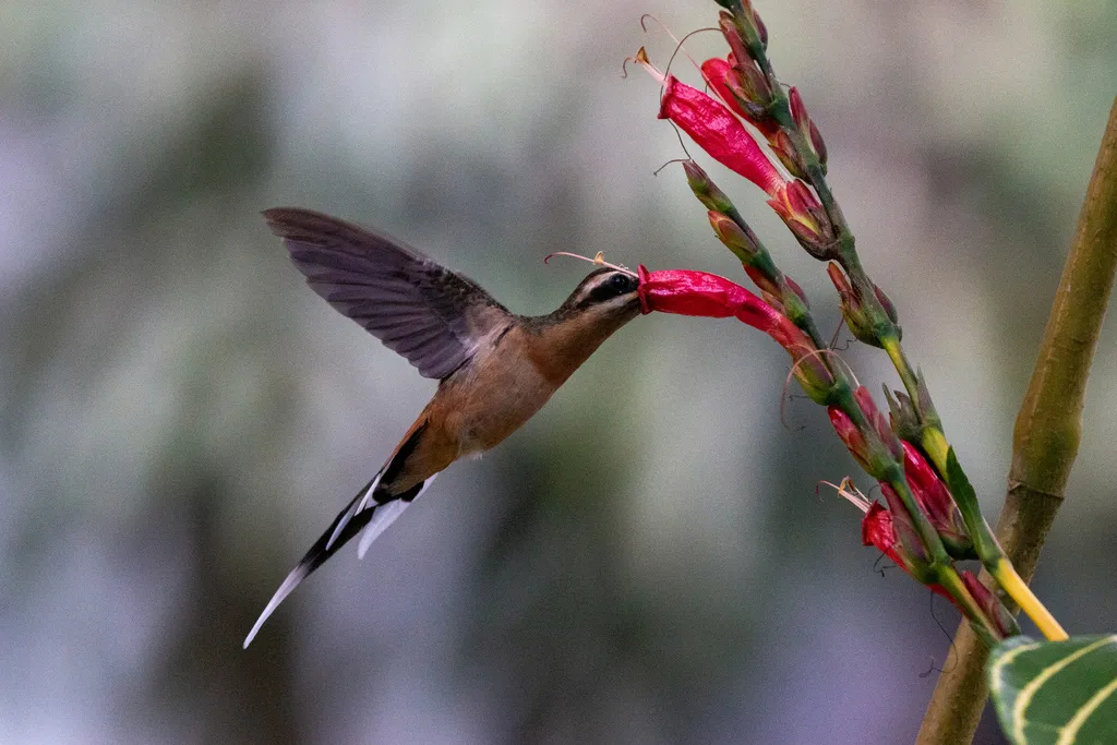 普拉隐蜂鸟(Phaethornis pretrei)