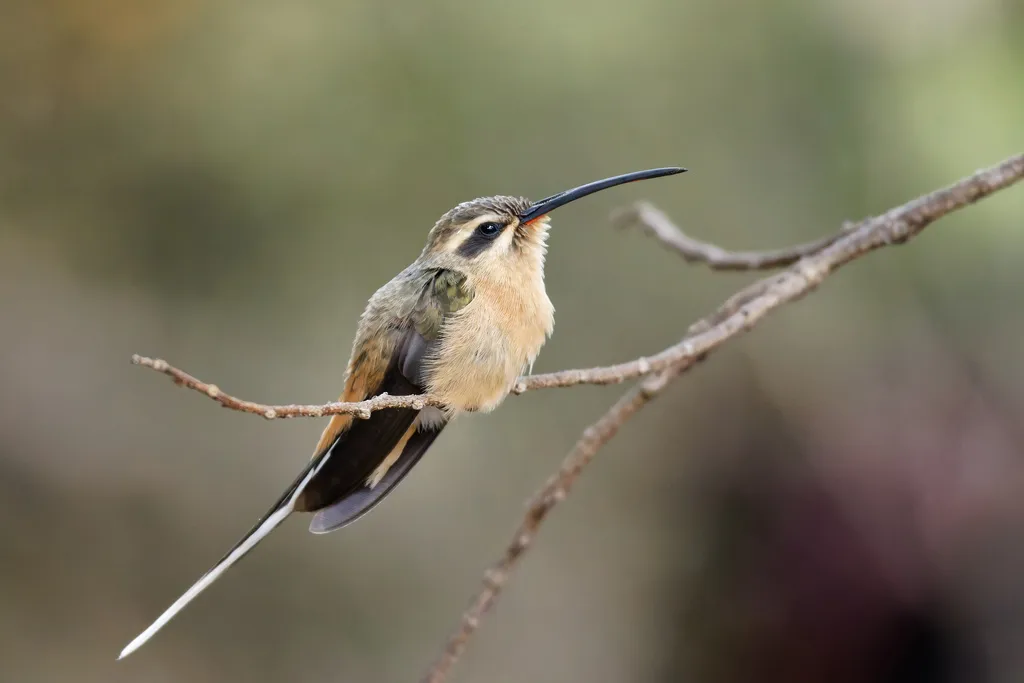 普拉隐蜂鸟(Phaethornis pretrei)