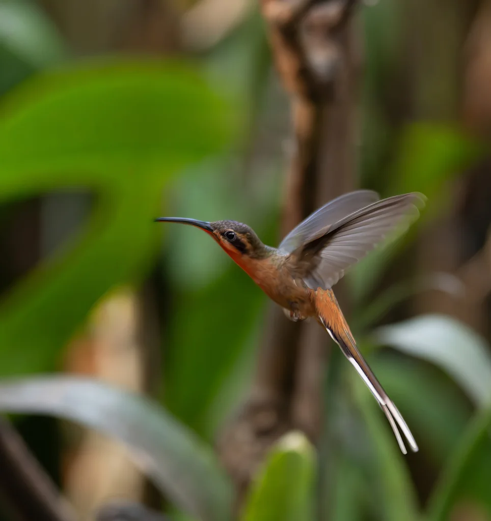普拉隐蜂鸟(Phaethornis pretrei)