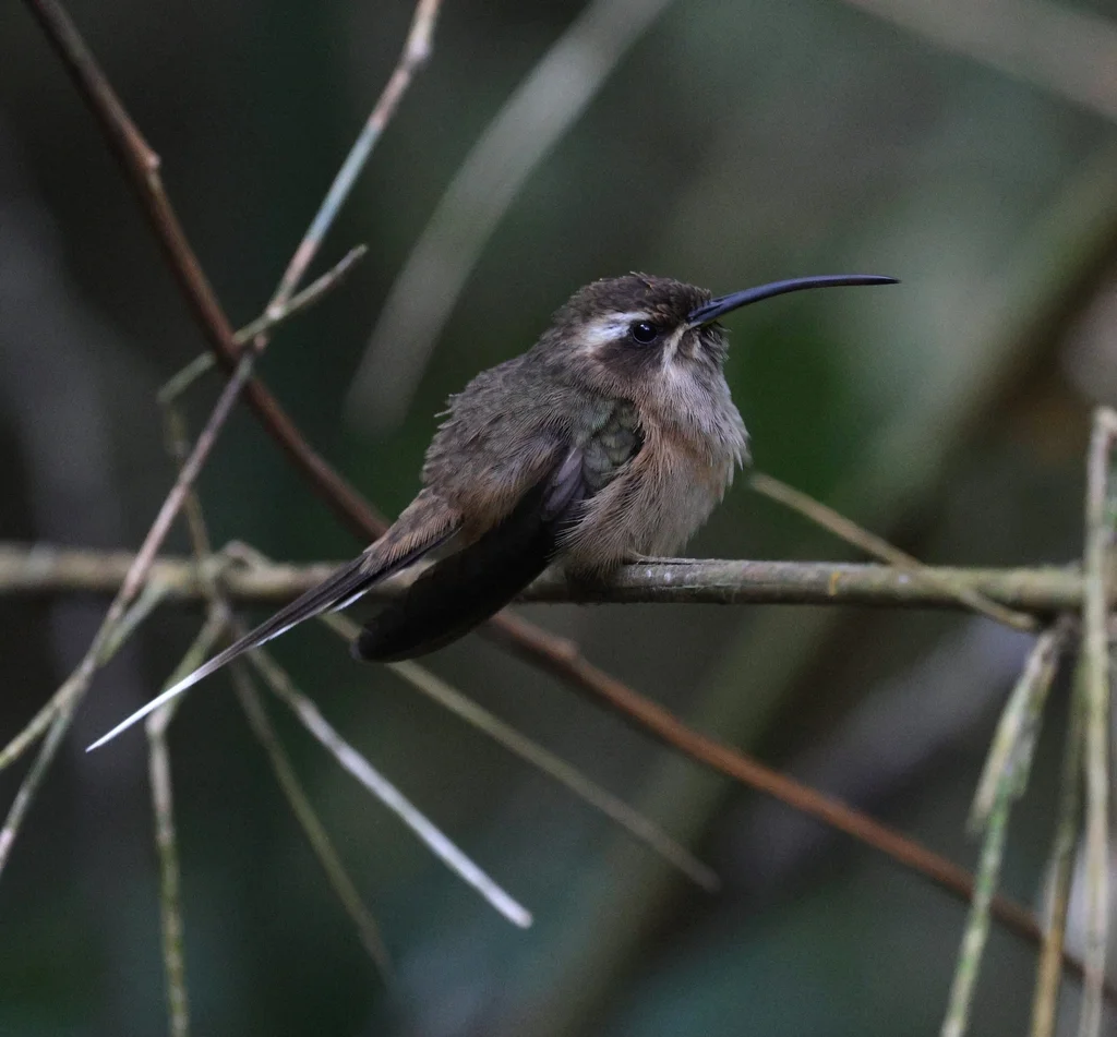 暗喉隐蜂鸟(Phaethornis squalidus)