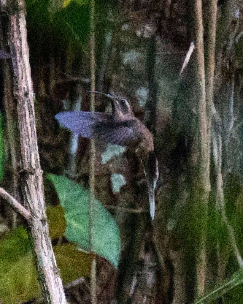 暗喉隐蜂鸟(Phaethornis squalidus)