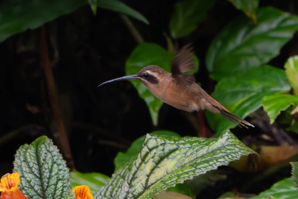 纹喉隐蜂鸟(Phaethornis striigularis)