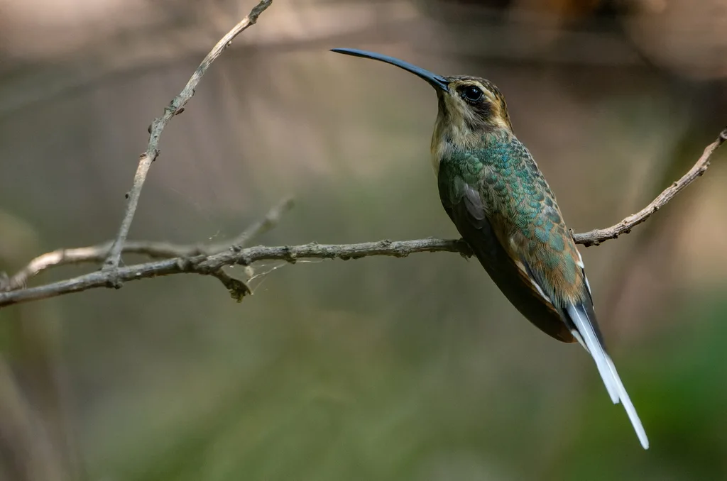 黄腹隐蜂鸟(Phaethornis subochraceus)