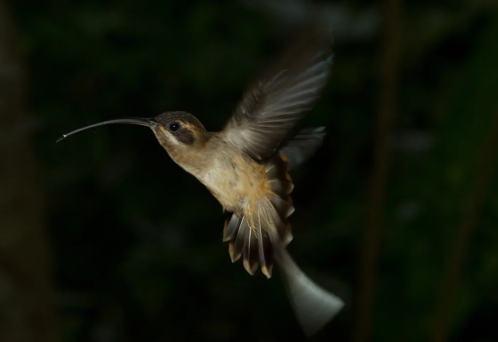 长尾隐蜂鸟(Phaethornis superciliosus)