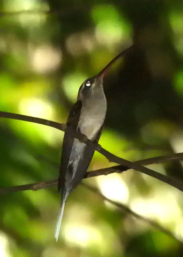 长尾隐蜂鸟(Phaethornis superciliosus)