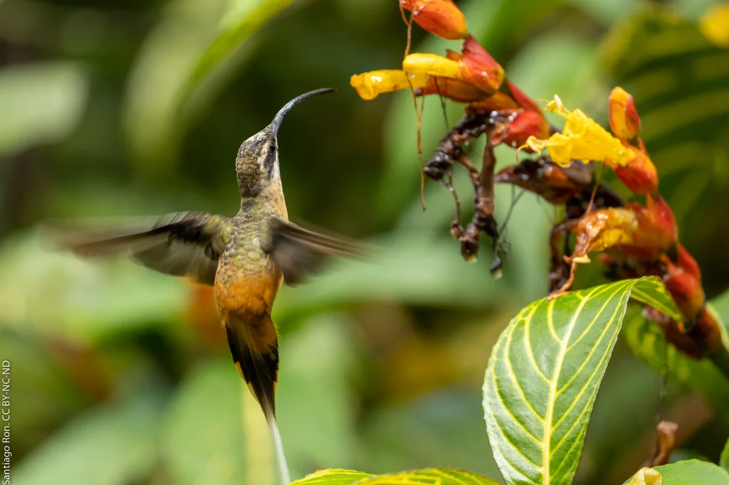 茶腹隐蜂鸟(Phaethornis syrmatophorus)