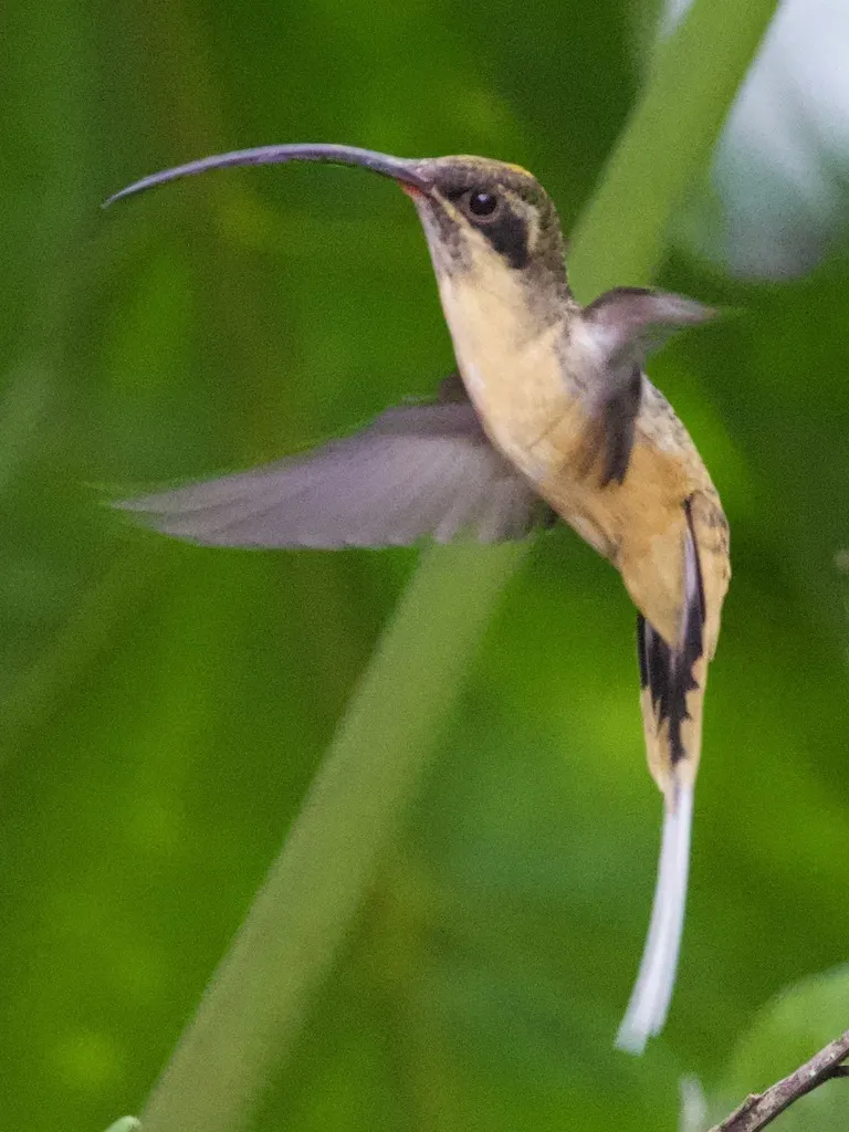 茶腹隐蜂鸟(Phaethornis syrmatophorus)