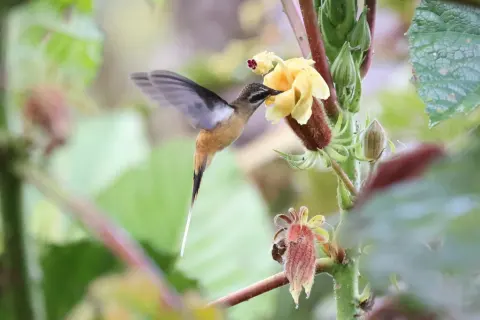 茶腹隐蜂鸟