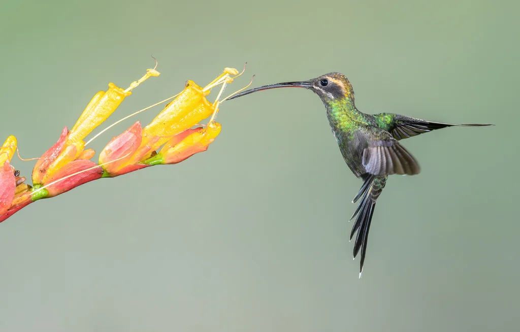 白须隐蜂鸟(Phaethornis yaruqui)