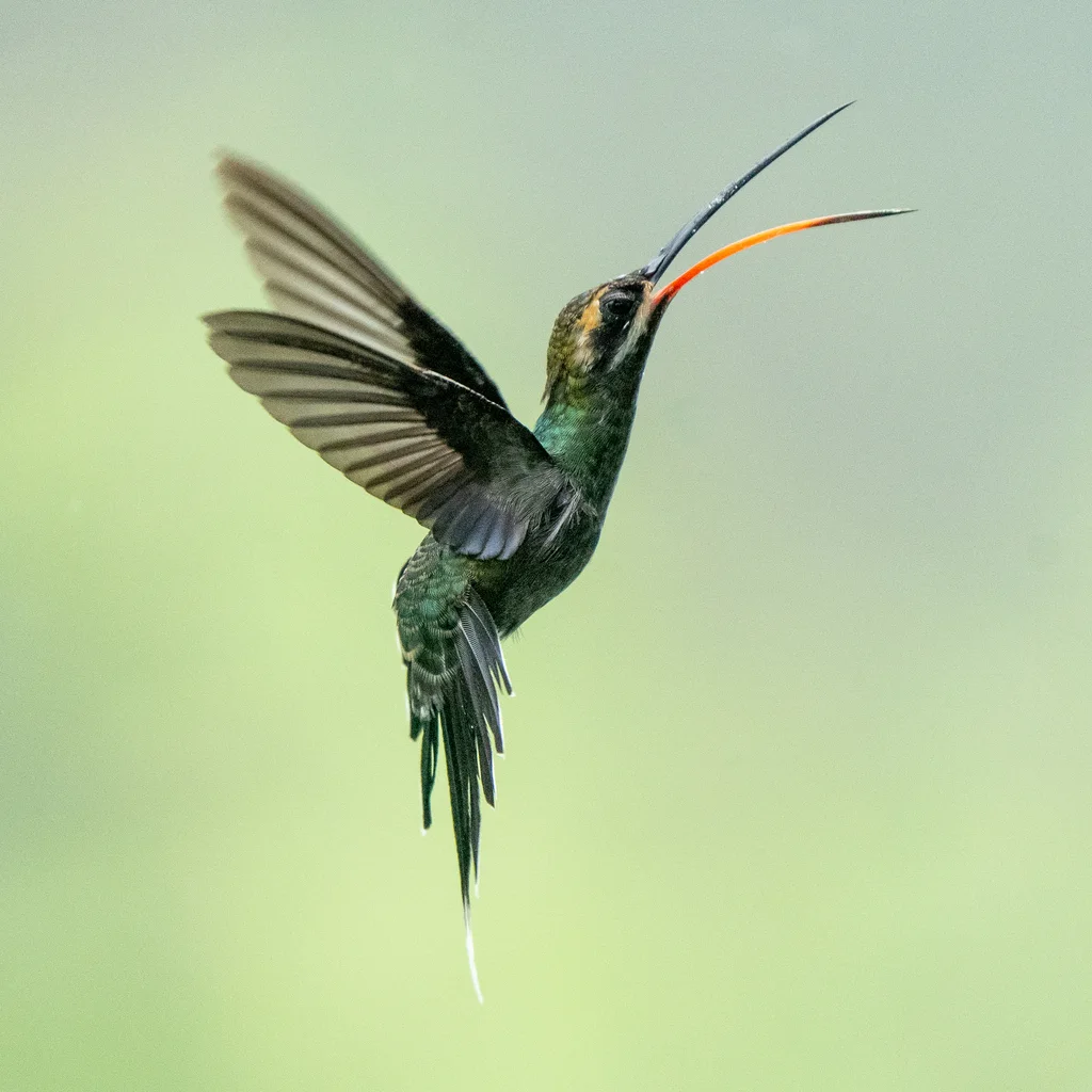 白须隐蜂鸟(Phaethornis yaruqui)