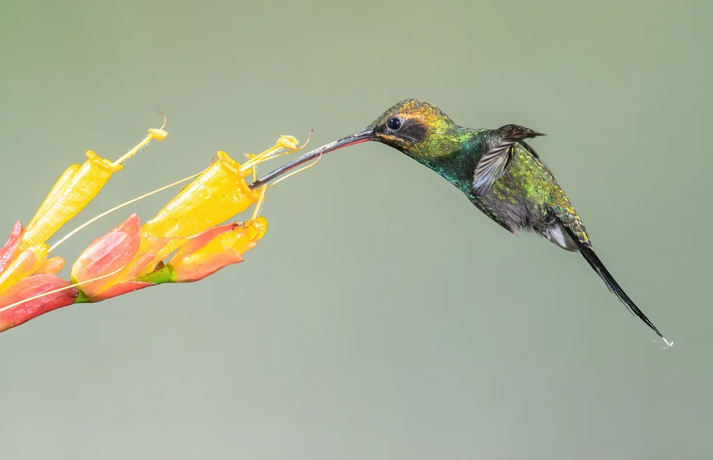 白须隐蜂鸟(Phaethornis yaruqui)