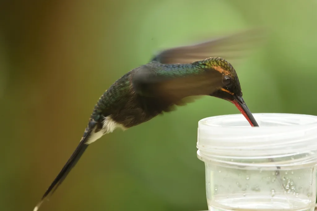 白须隐蜂鸟(Phaethornis yaruqui)