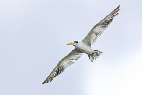 巨嘴燕鸥