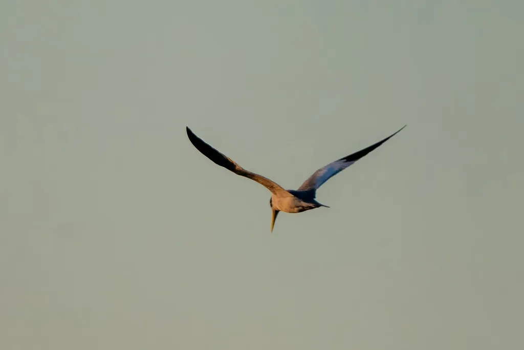 巨嘴燕鸥(Phaetusa simplex)