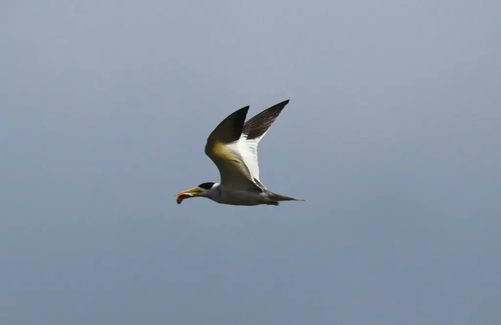 巨嘴燕鸥(Phaetusa simplex)