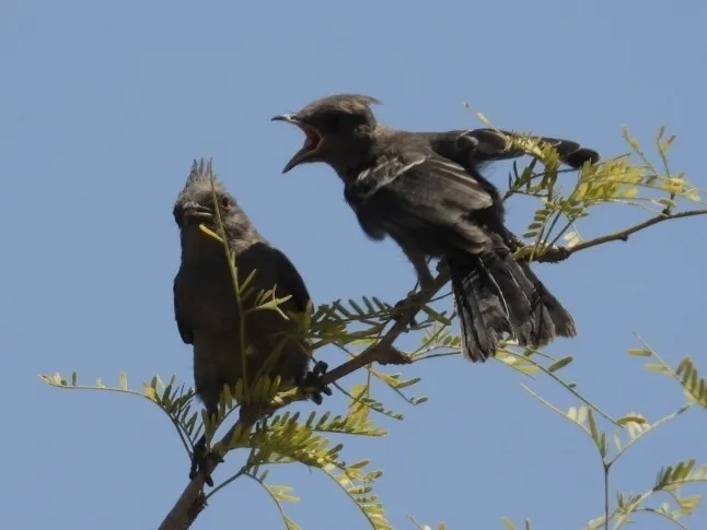 黑丝鹟(Phainopepla nitens)