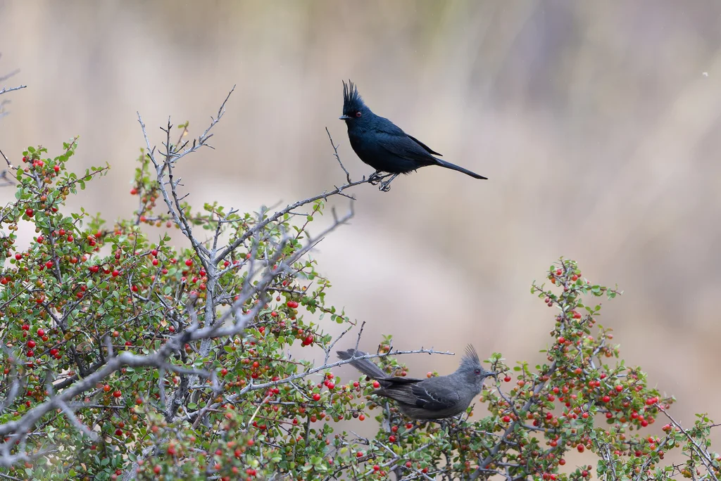 黑丝鹟(Phainopepla nitens)