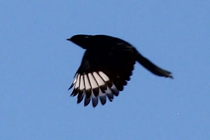 黑丝鹟(Phainopepla nitens)