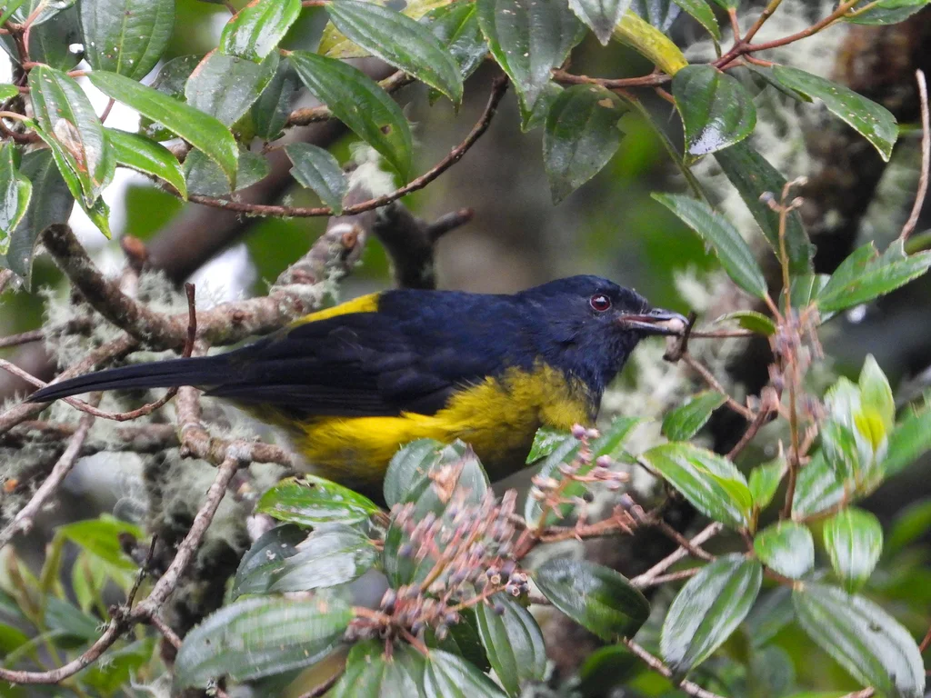 黑黄丝鹟（Phainoptila melanoxantha）