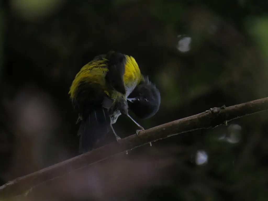黑黄丝鹟（Phainoptila melanoxantha）