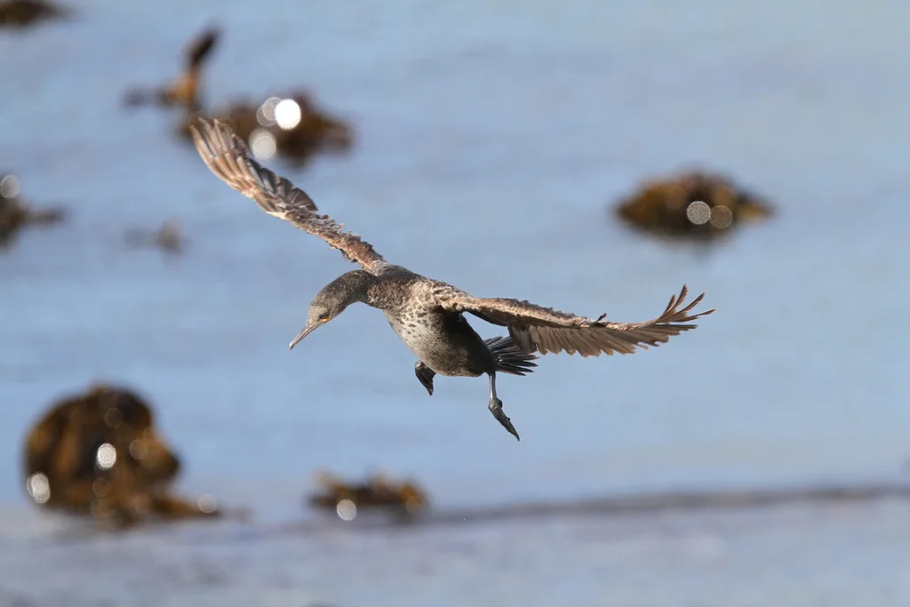 南非鸬鹚(Phalacrocorax capensis)