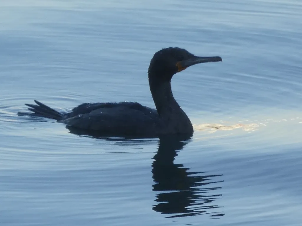 南非鸬鹚(Phalacrocorax capensis)