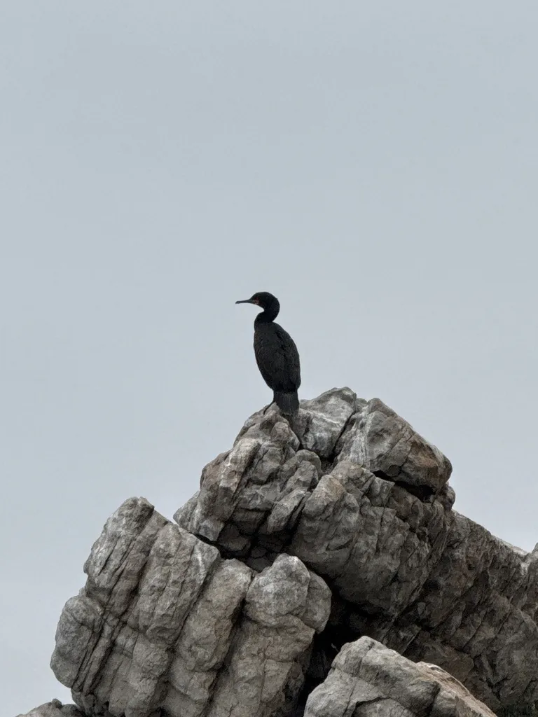 南非鸬鹚(Phalacrocorax capensis)
