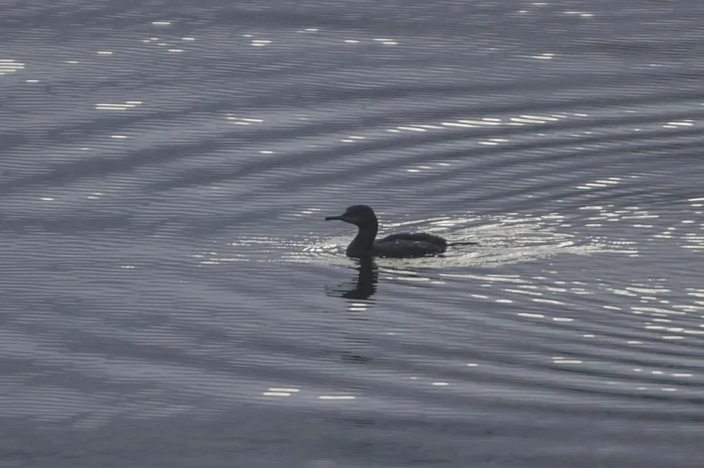 南非鸬鹚(Phalacrocorax capensis)