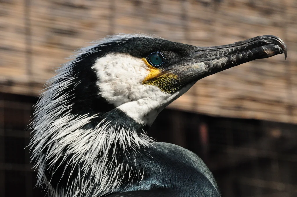暗绿背鸬鹚（Phalacrocorax capillatus）