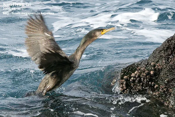 暗绿背鸬鹚（Phalacrocorax capillatus）