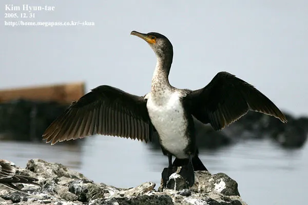 暗绿背鸬鹚（Phalacrocorax capillatus）