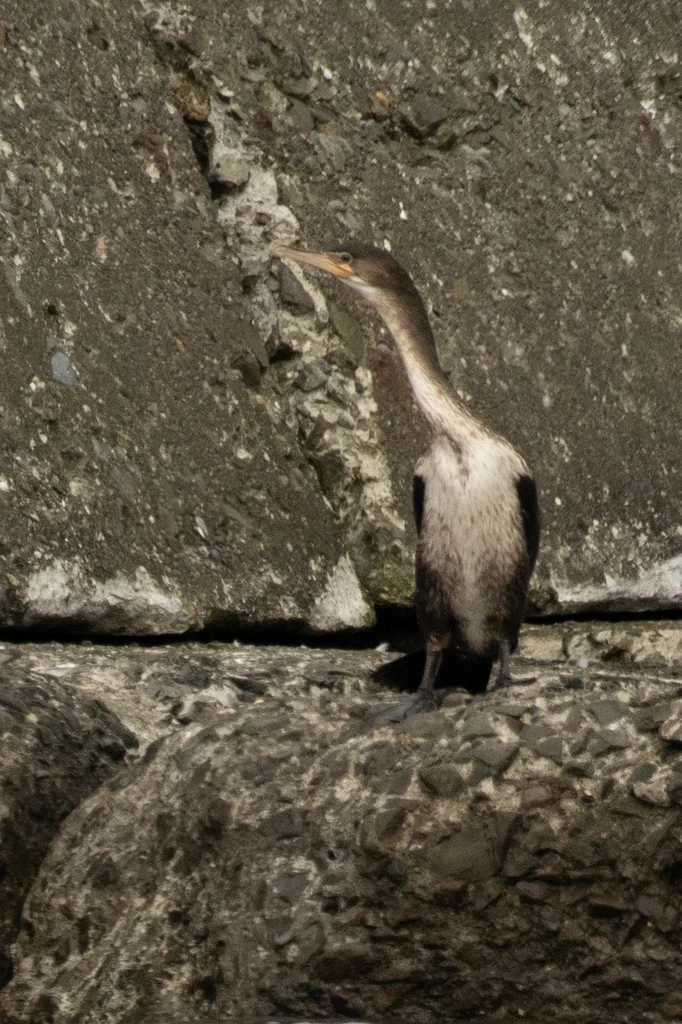 暗绿背鸬鹚（Phalacrocorax capillatus）