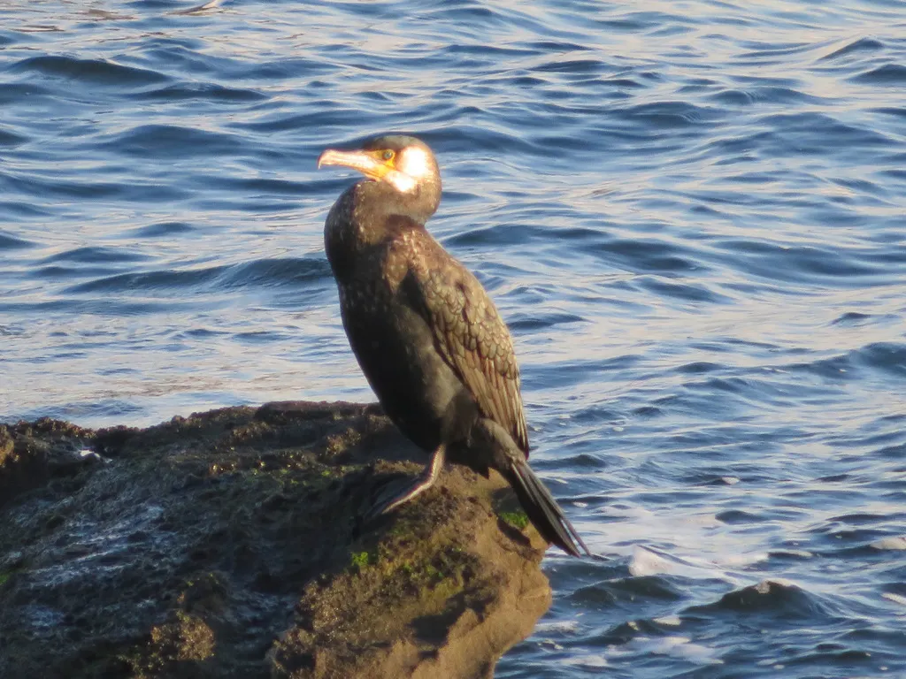 暗绿背鸬鹚（Phalacrocorax capillatus）