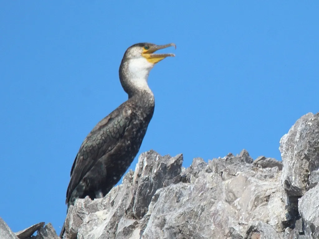 暗绿背鸬鹚（Phalacrocorax capillatus）