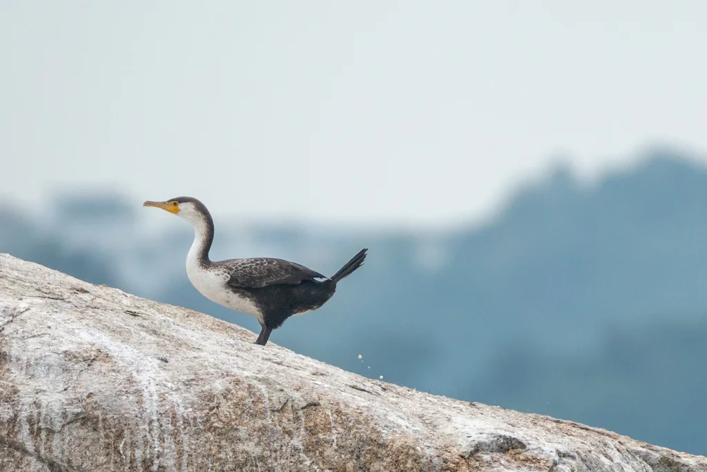 暗绿背鸬鹚（Phalacrocorax capillatus）