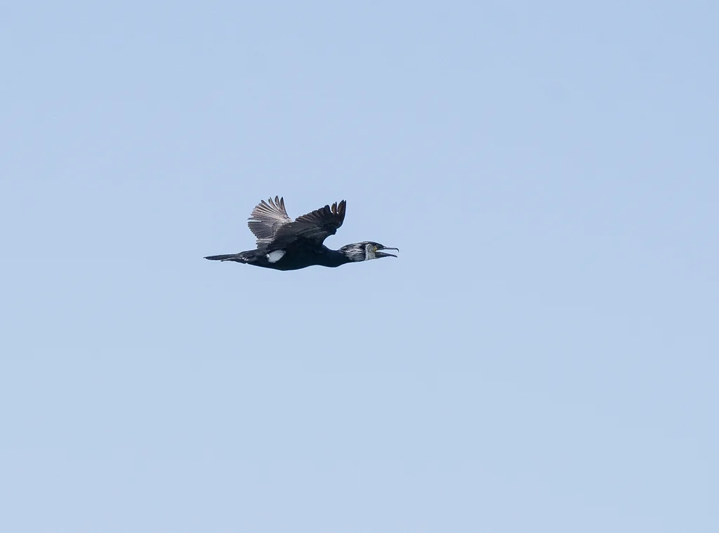 暗绿背鸬鹚（Phalacrocorax capillatus）