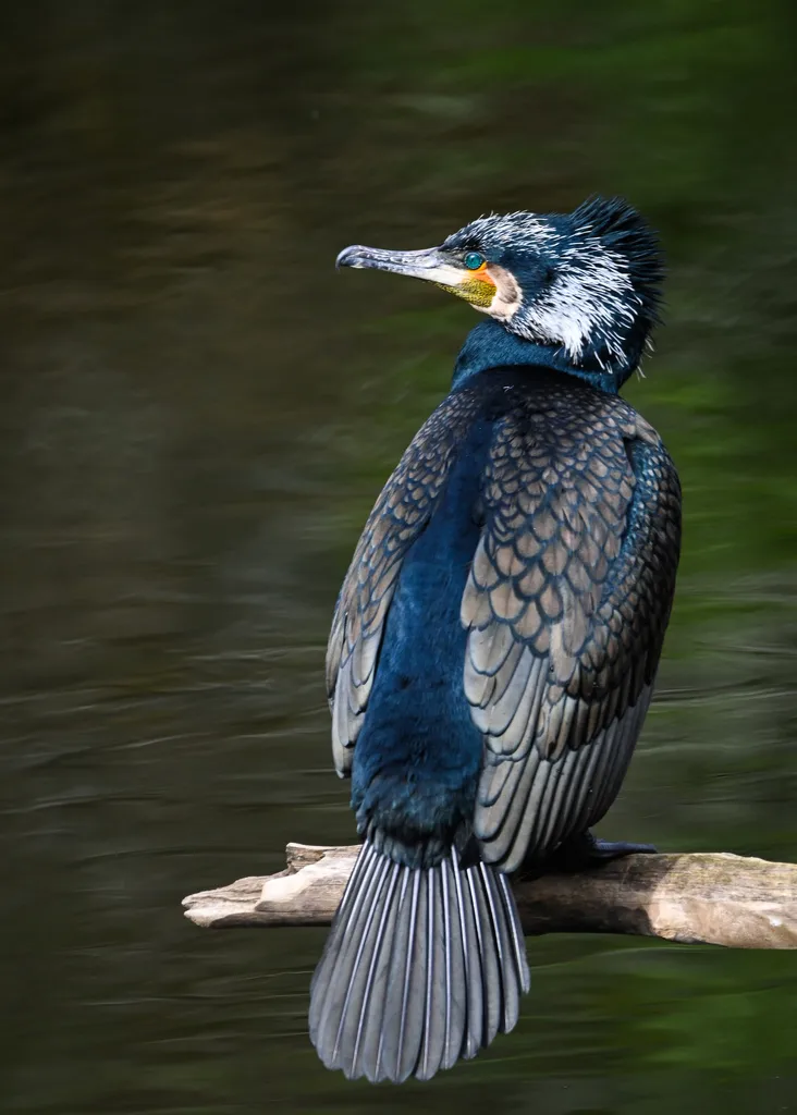 普通鸬鹚（Phalacrocorax carbo）