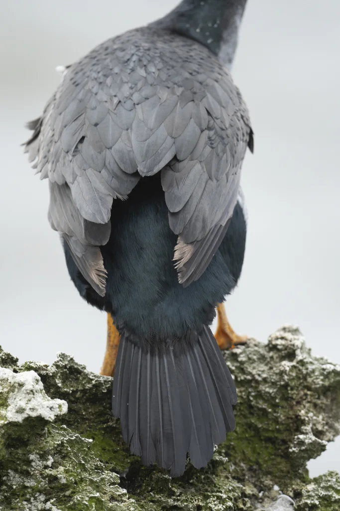 皮岛鸬鹚(Phalacrocorax featherstoni)