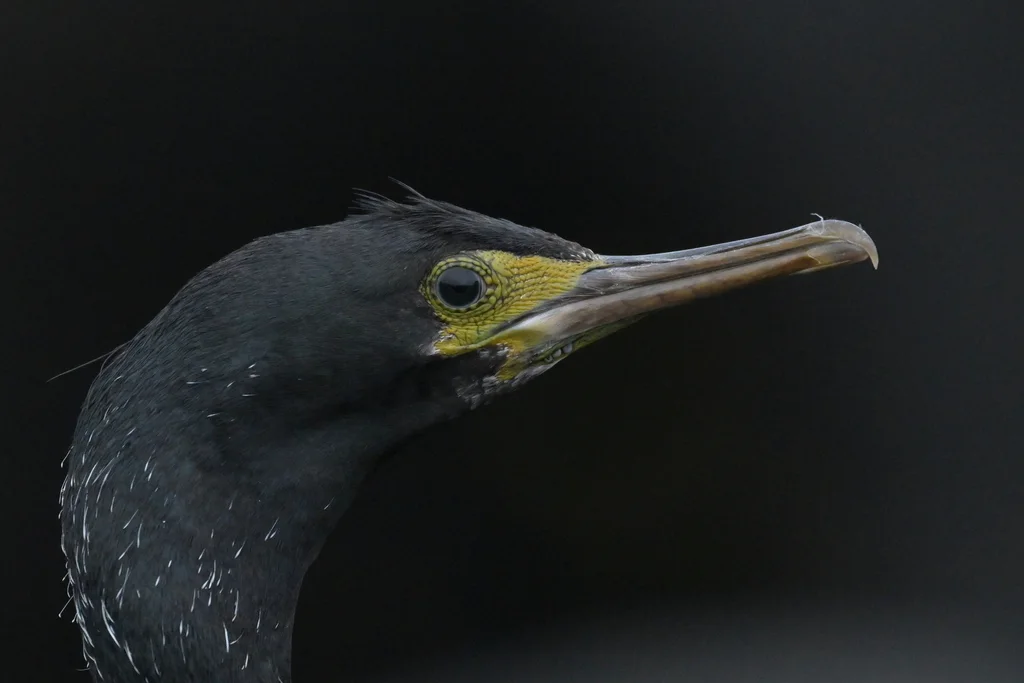 皮岛鸬鹚(Phalacrocorax featherstoni)