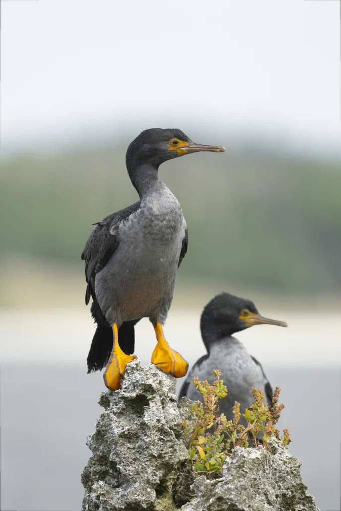 皮岛鸬鹚(Phalacrocorax featherstoni)