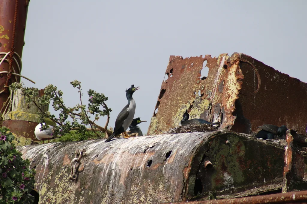 皮岛鸬鹚(Phalacrocorax featherstoni)