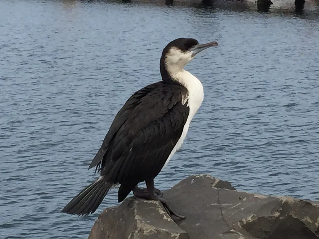 黑脸鸬鹚(Phalacrocorax fuscescens)