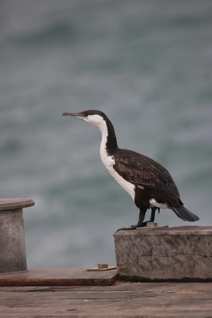黑脸鸬鹚(Phalacrocorax fuscescens)