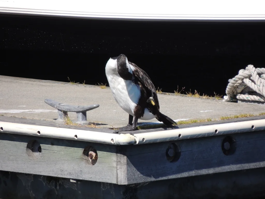 黑脸鸬鹚(Phalacrocorax fuscescens)