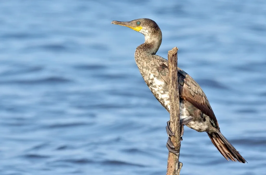 印度鸬鹚(Phalacrocorax fuscicollis)