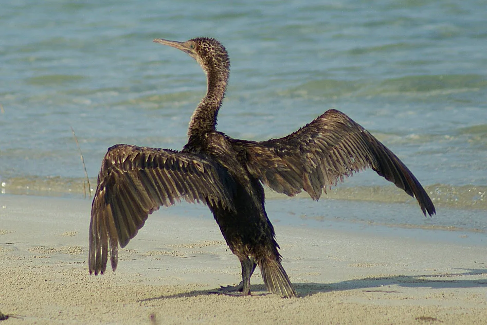 黑喉鸬鹚(Phalacrocorax nigrogularis)